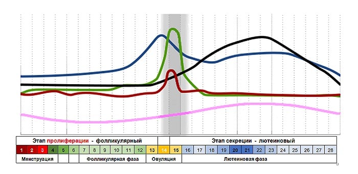 График женских гормонов